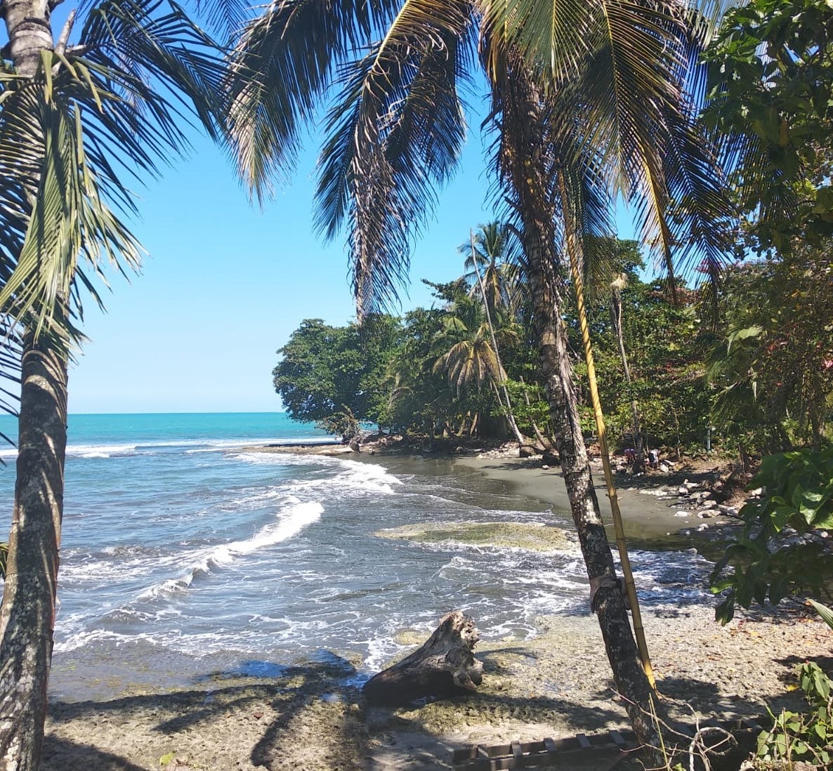 costa rica, playa negra et ses palmiers dans les caraïbes sud